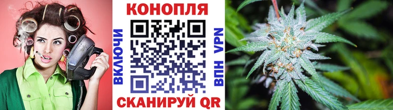 Конопля сатива  Ковдор 